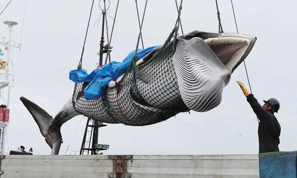 japan whaling history