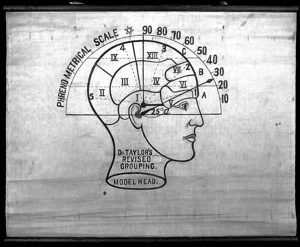 phrenology human brain