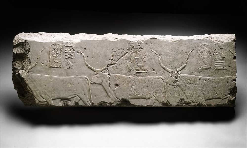 relief fragment egyptian cattle cows tomb old kingdom khufu