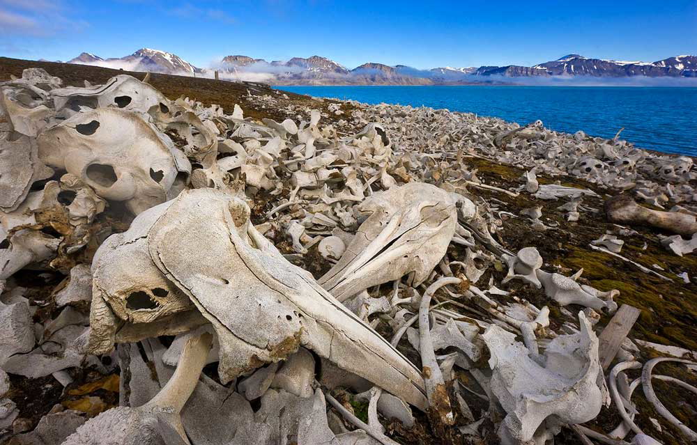 whaling whale bones