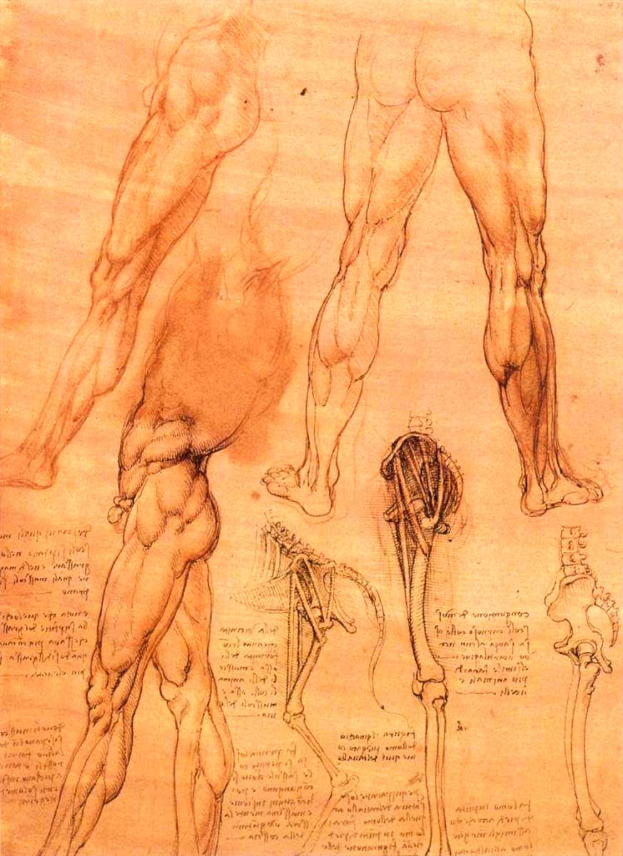 da vinci man horse leg anatomy