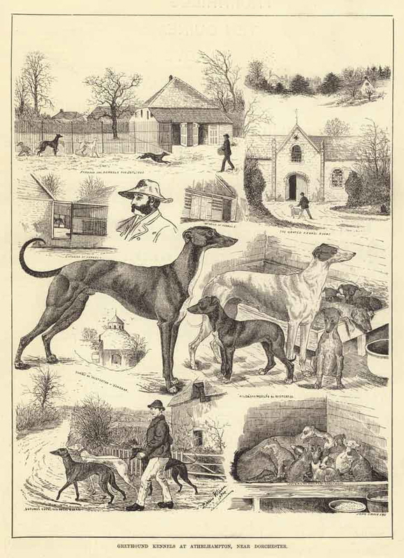 louis wain greyhound kennels