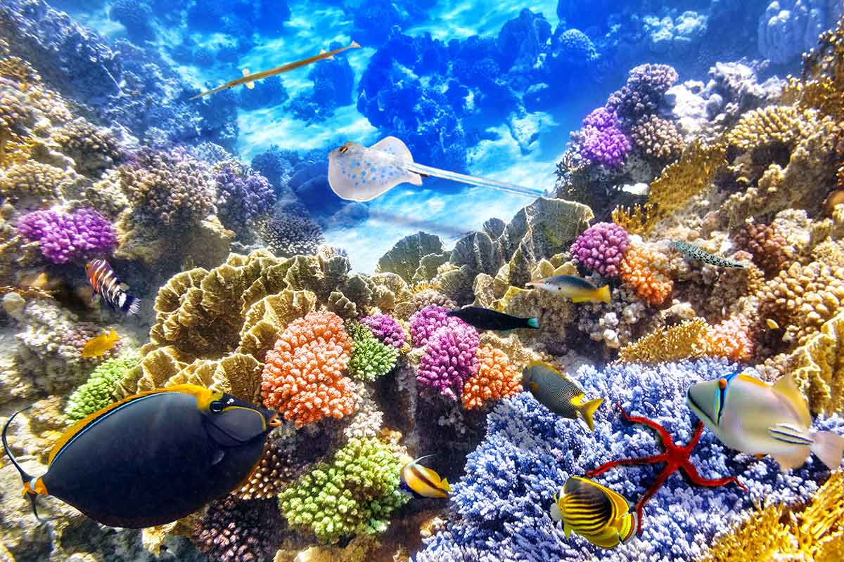 barrier reef australia