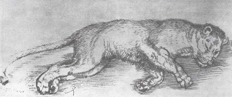 albrecht dürer lying lioness drawing missing most wanted