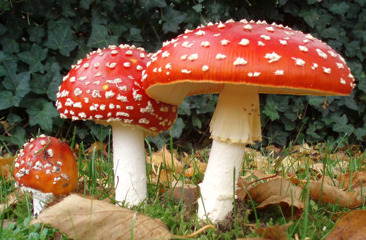 amanita muscaria