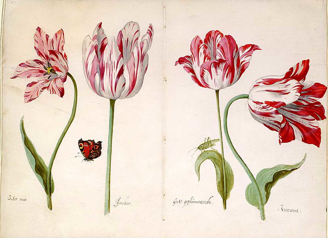 four tulips marrel