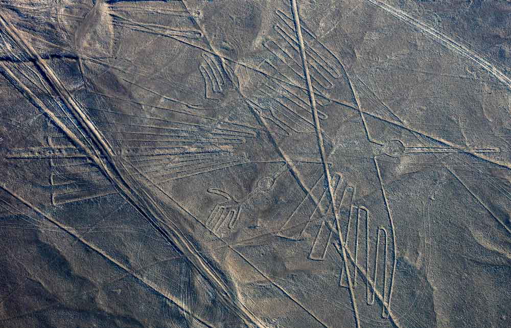 nazca line bird