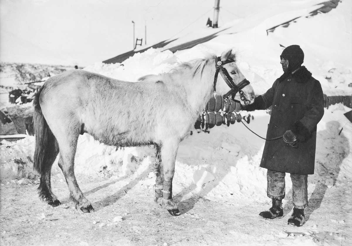 robert falcon scott pony
