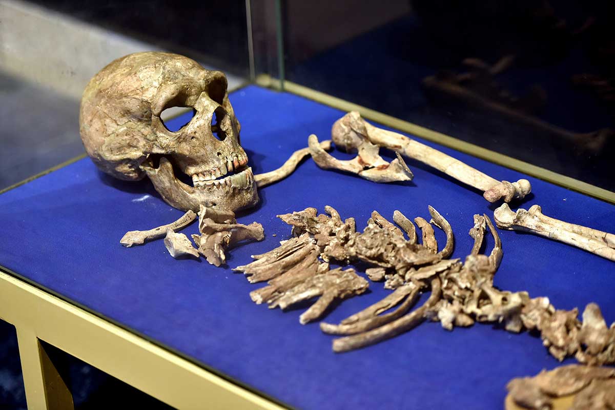 shanidar neanderthal skeleton