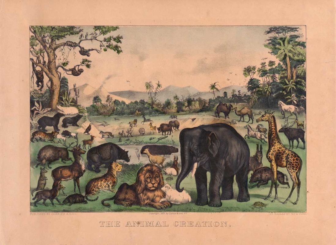 animal creation