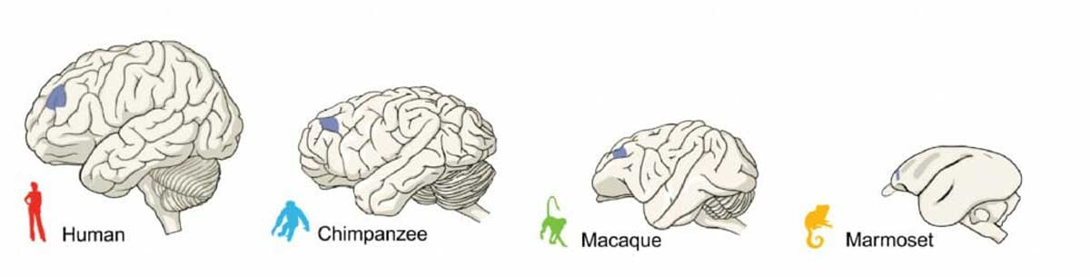brains human animal comparison