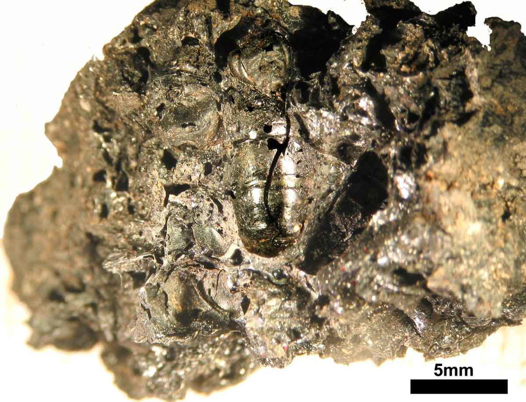 etruscan burned honeycomb bee