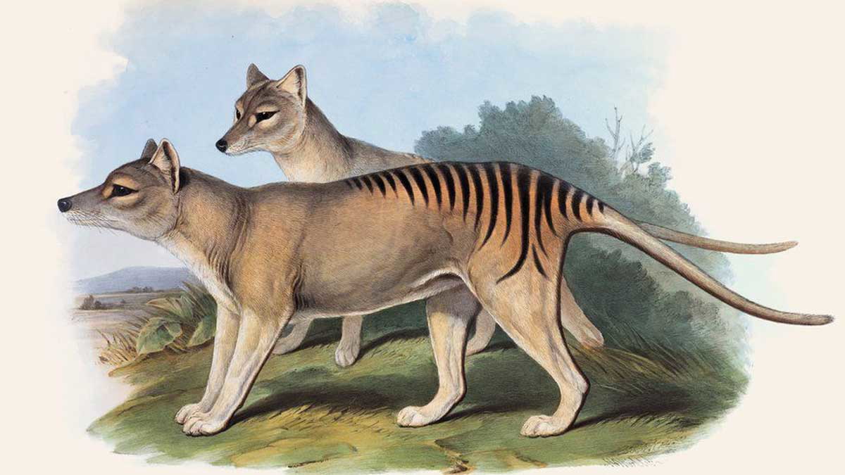 extinct animals tasmanian tiger thylacines