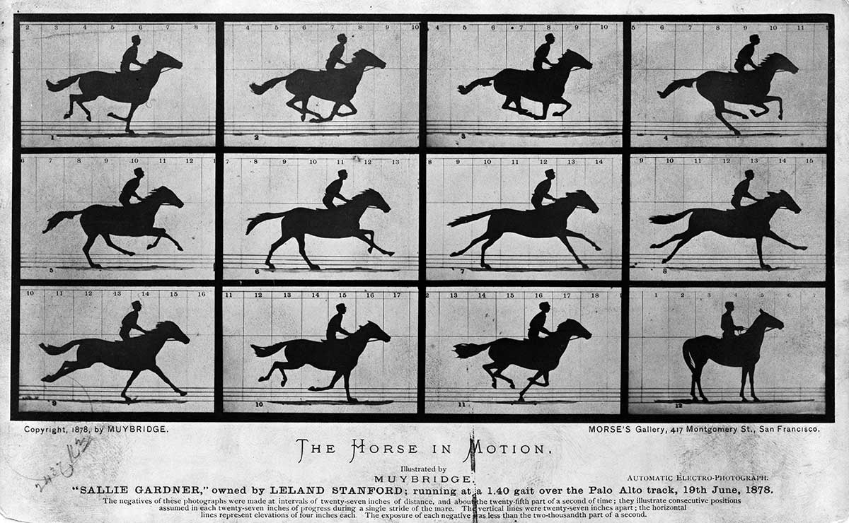 muybridge horse in motion sallie gardner