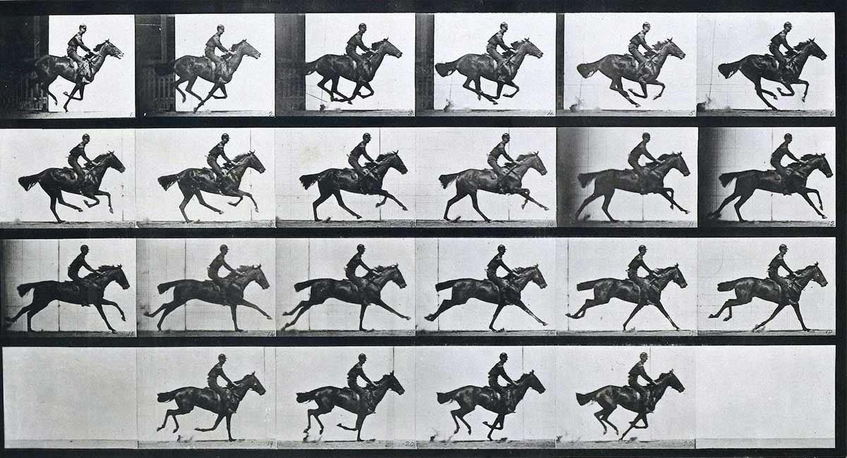 horses gallop muybridge photography movement