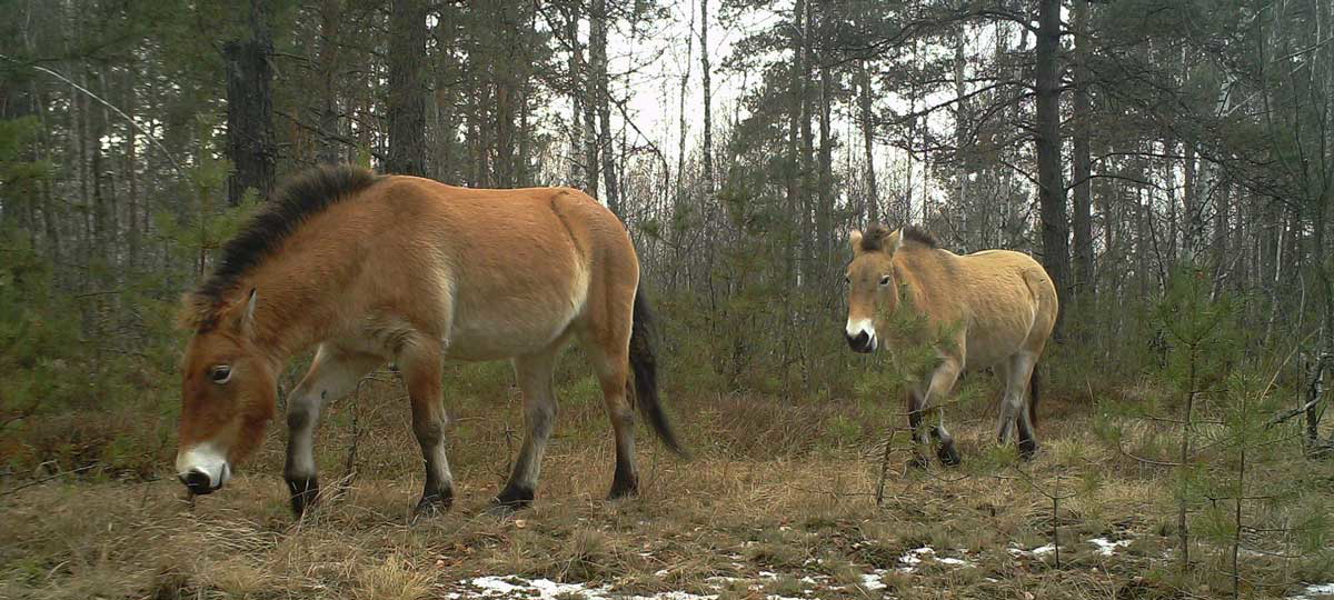 wild horses chernobyl