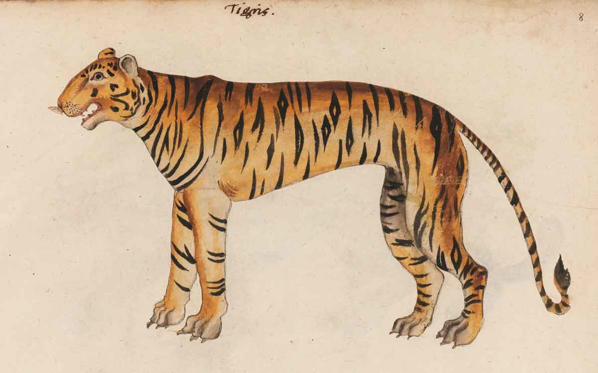 grinning tiger illustration 16th century