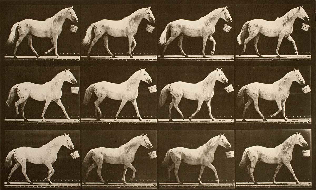 Walking with a bucket in mouth; light-gray horse, Eagle, by Eadweard Muybridge