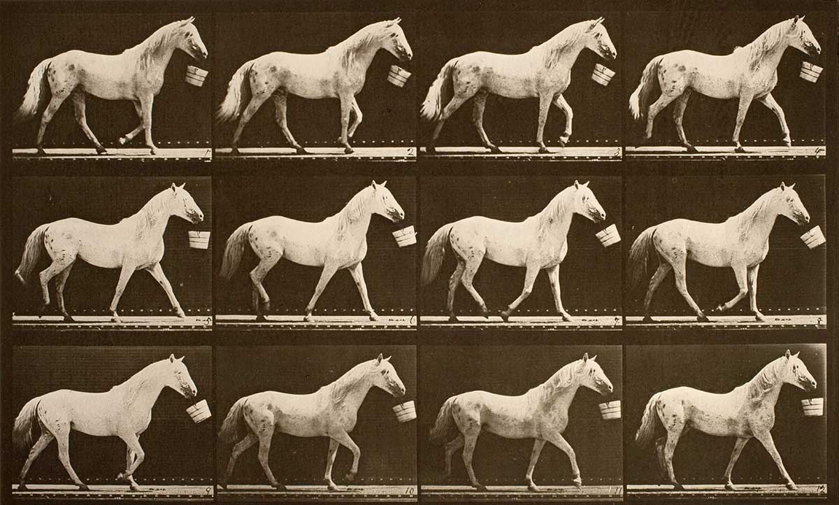 eadweard muybridge horse walking photography