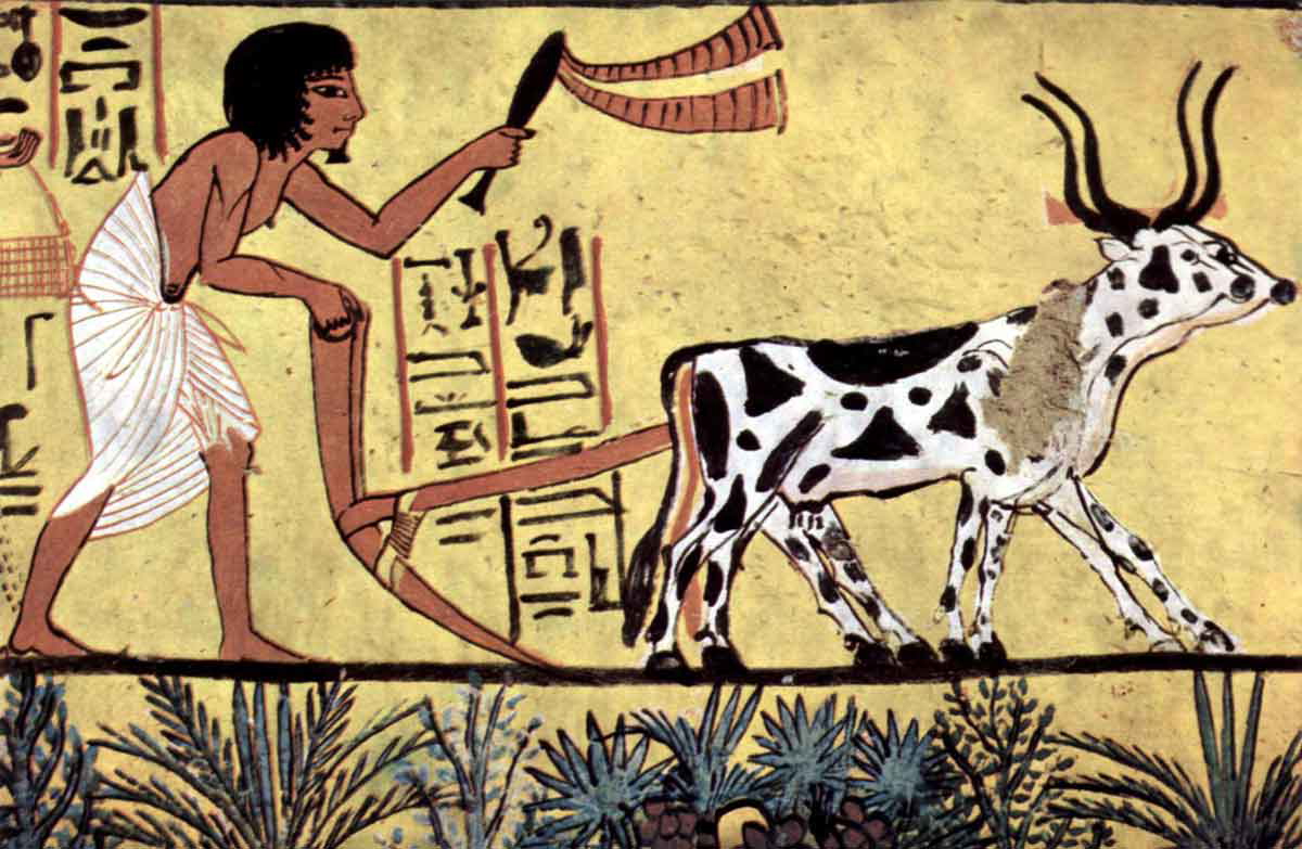 plowing egyptian scene burial chamber sennedjem
