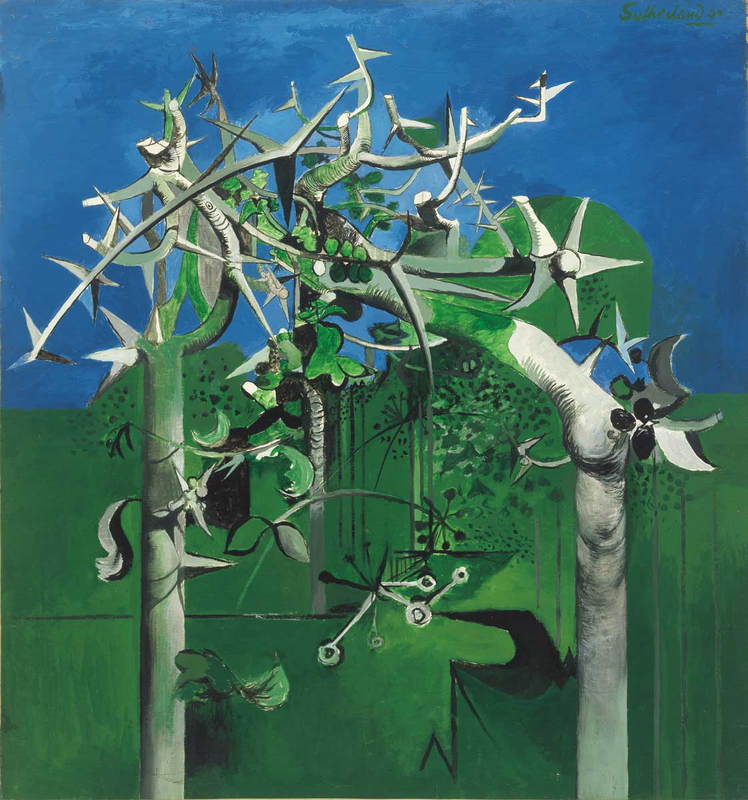 thorn trees