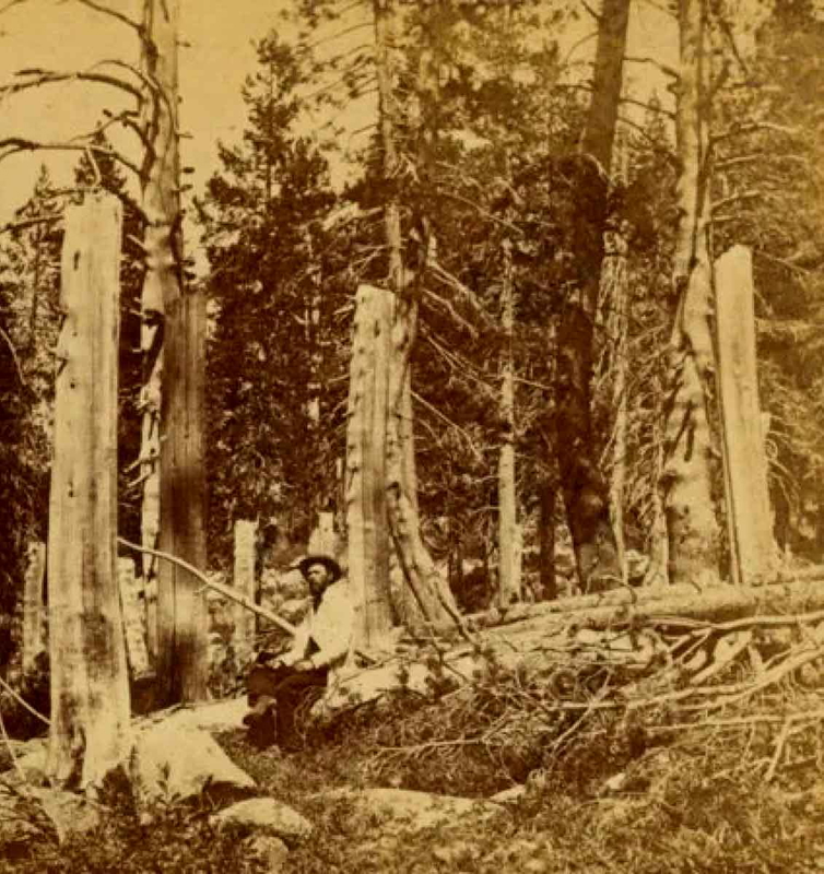 tree stumps donner camp