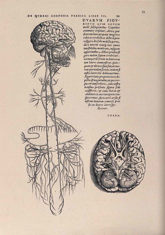 andrea vesalius brain anatomy