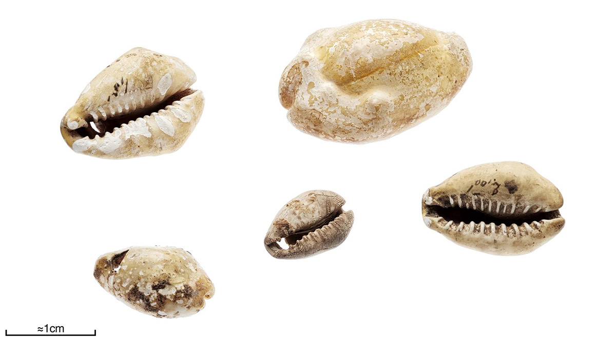 cowrie shells