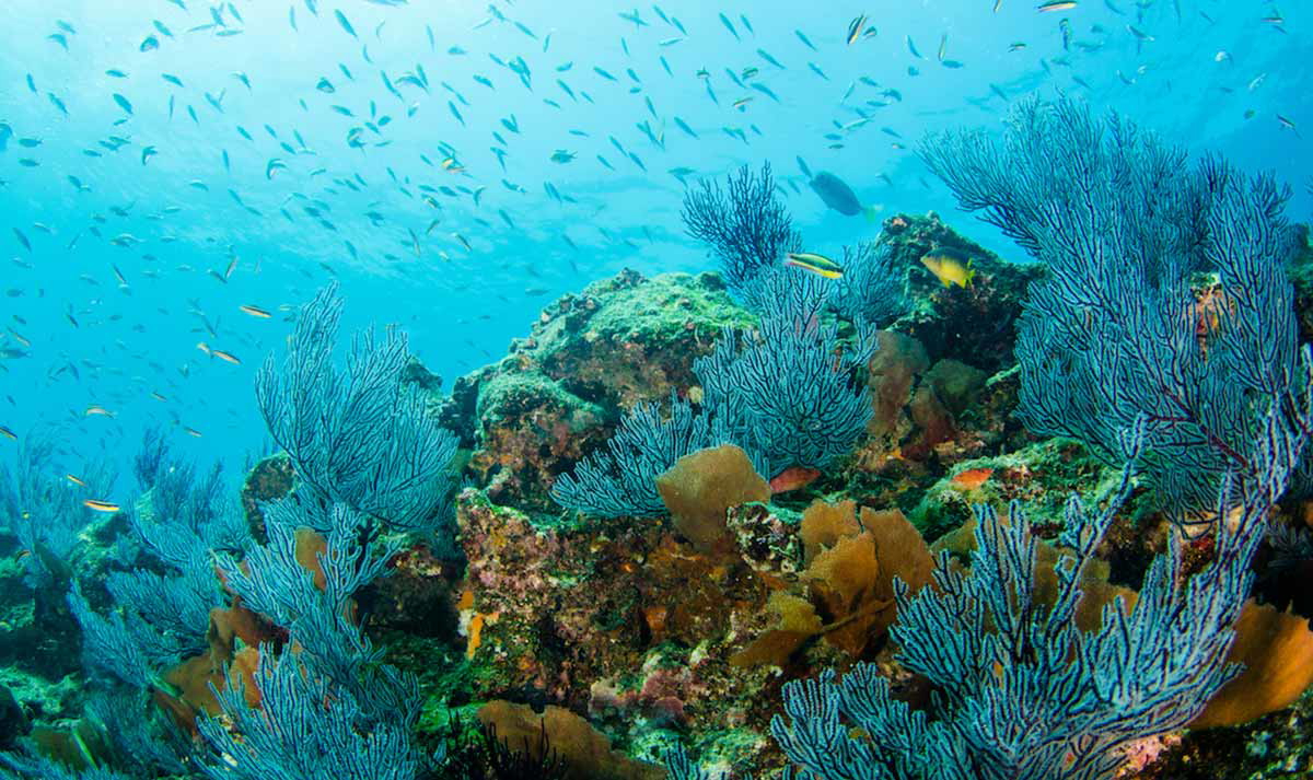Exotic marine life in the endangered Gulf of California