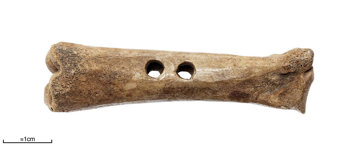 jorvik buzz bone