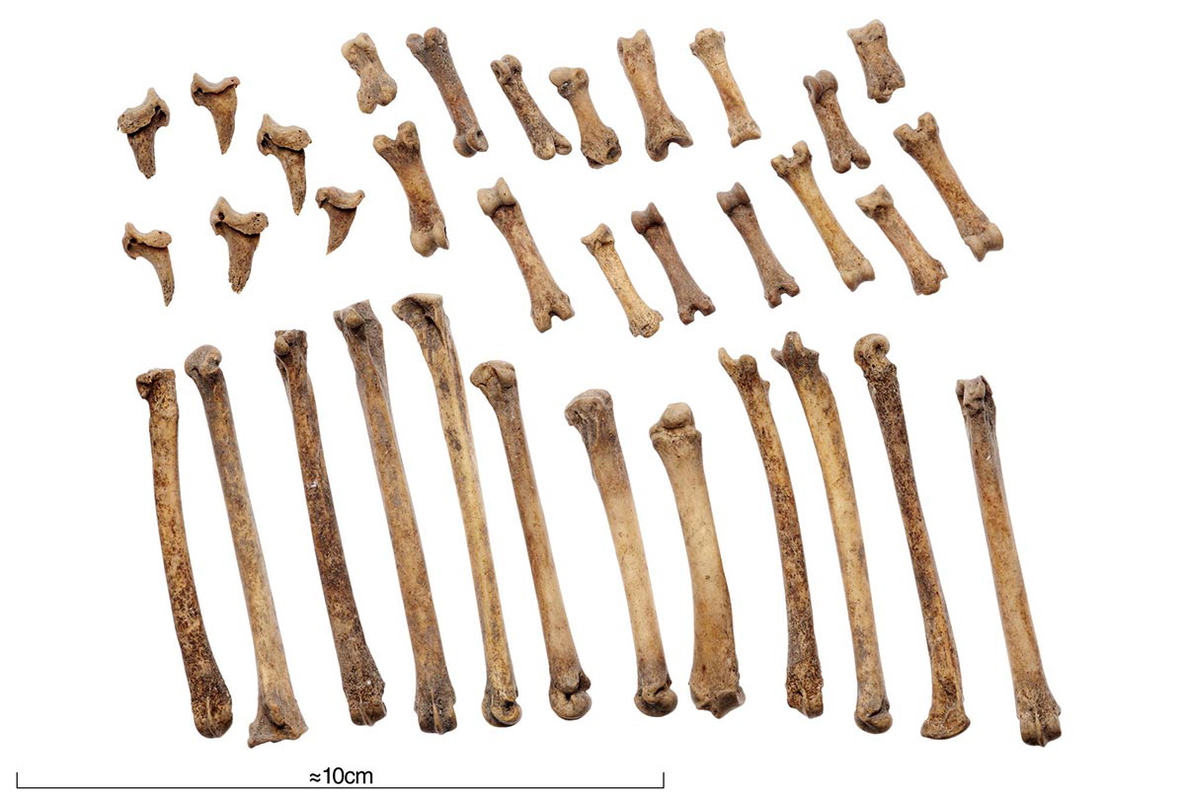 jorvik fauna remains