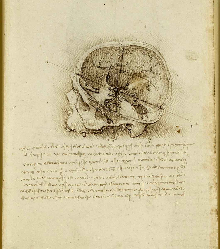madness leonardo skull sectioned