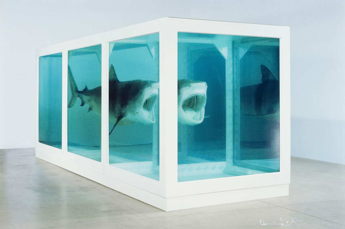 shark hirst