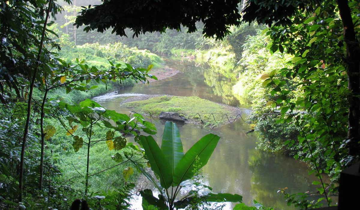 rainforest sumatra world heritage in danger