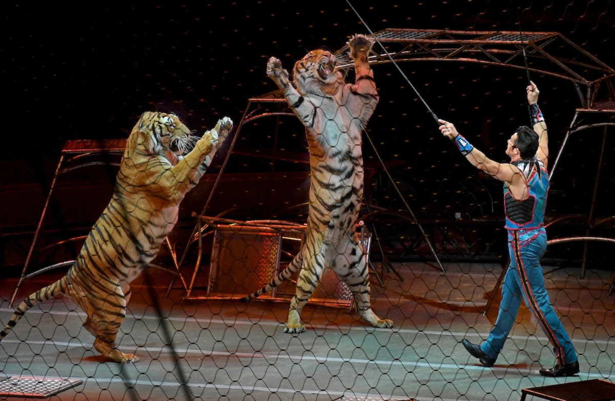 Big cat trainer Alexander Lacey photography Washington Post