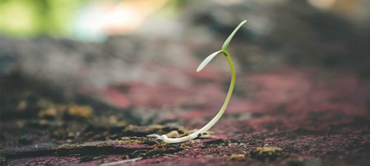 green plant
