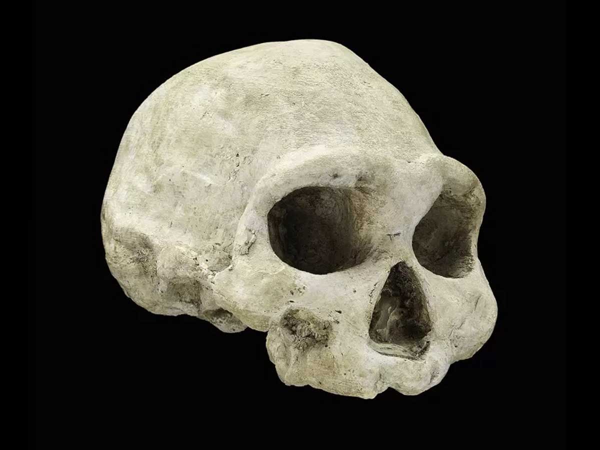 homo erectus d3444