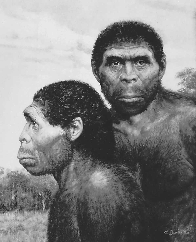 homo erectus profile