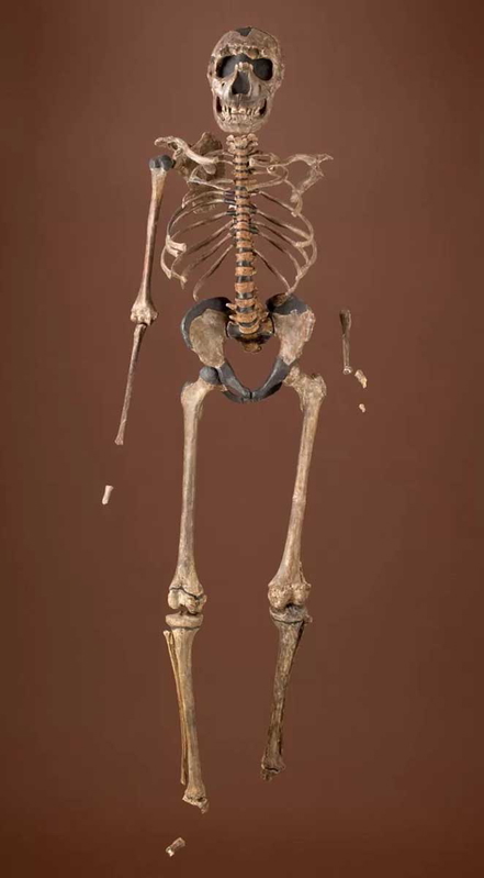 homo erectus turkana boy