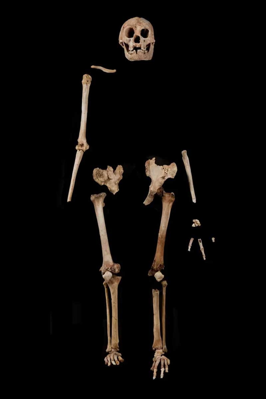homo floresiensis lb1