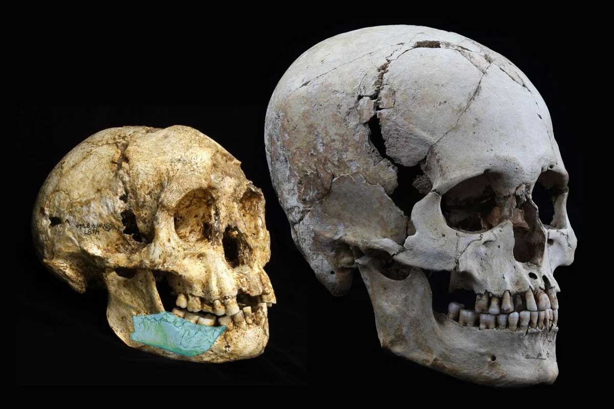 homo floresiensis skulls