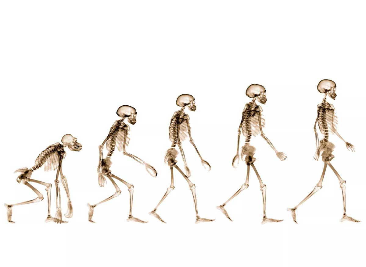 human evolution skeletons