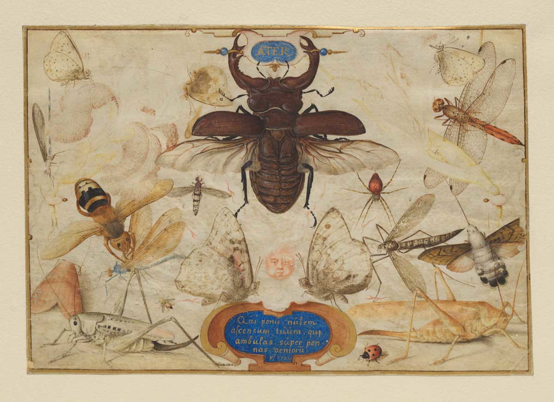 insects-joris-hoefnagel