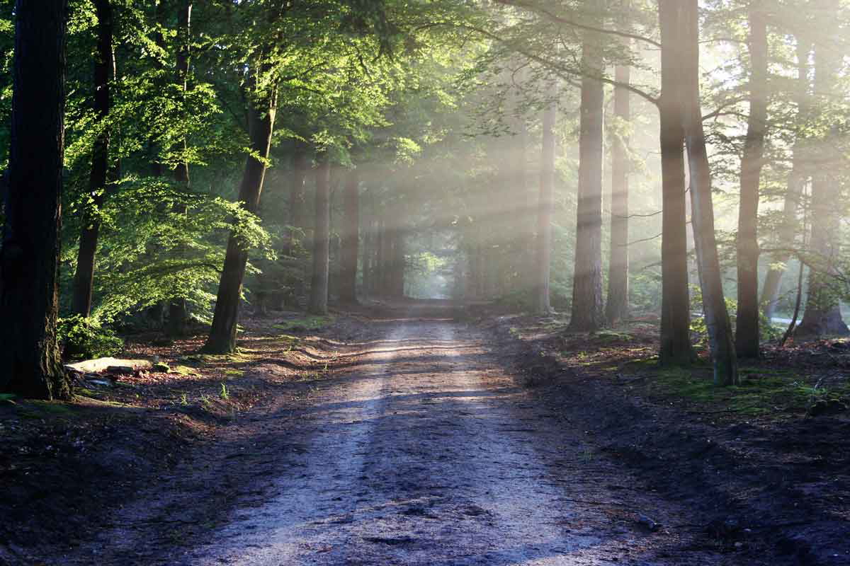 trail woods