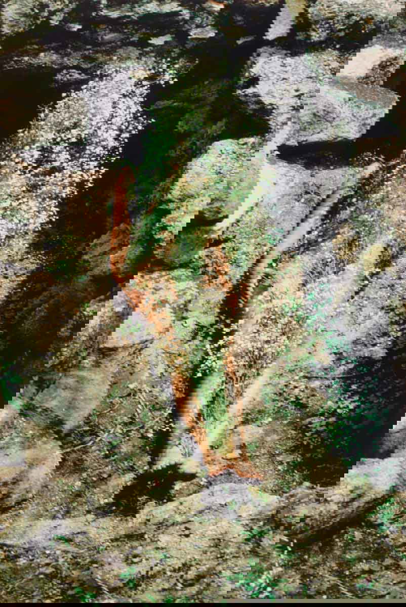ana mendieta imagen yagul image silueta 1973