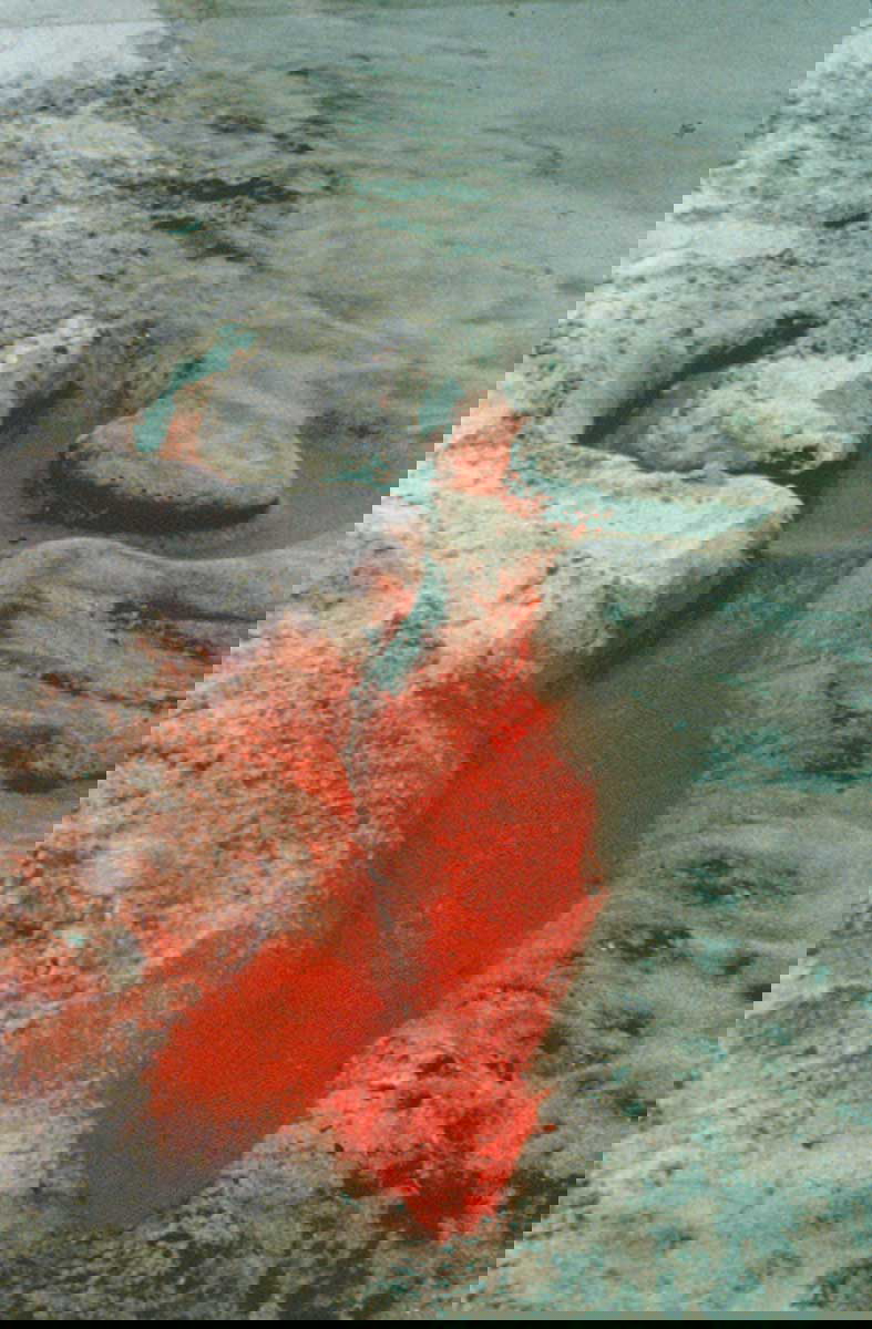 ana mendieta untitled silueta series 1976