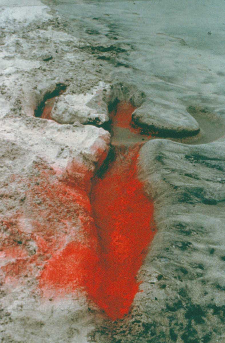 ana mendieta untitled silueta series 1976