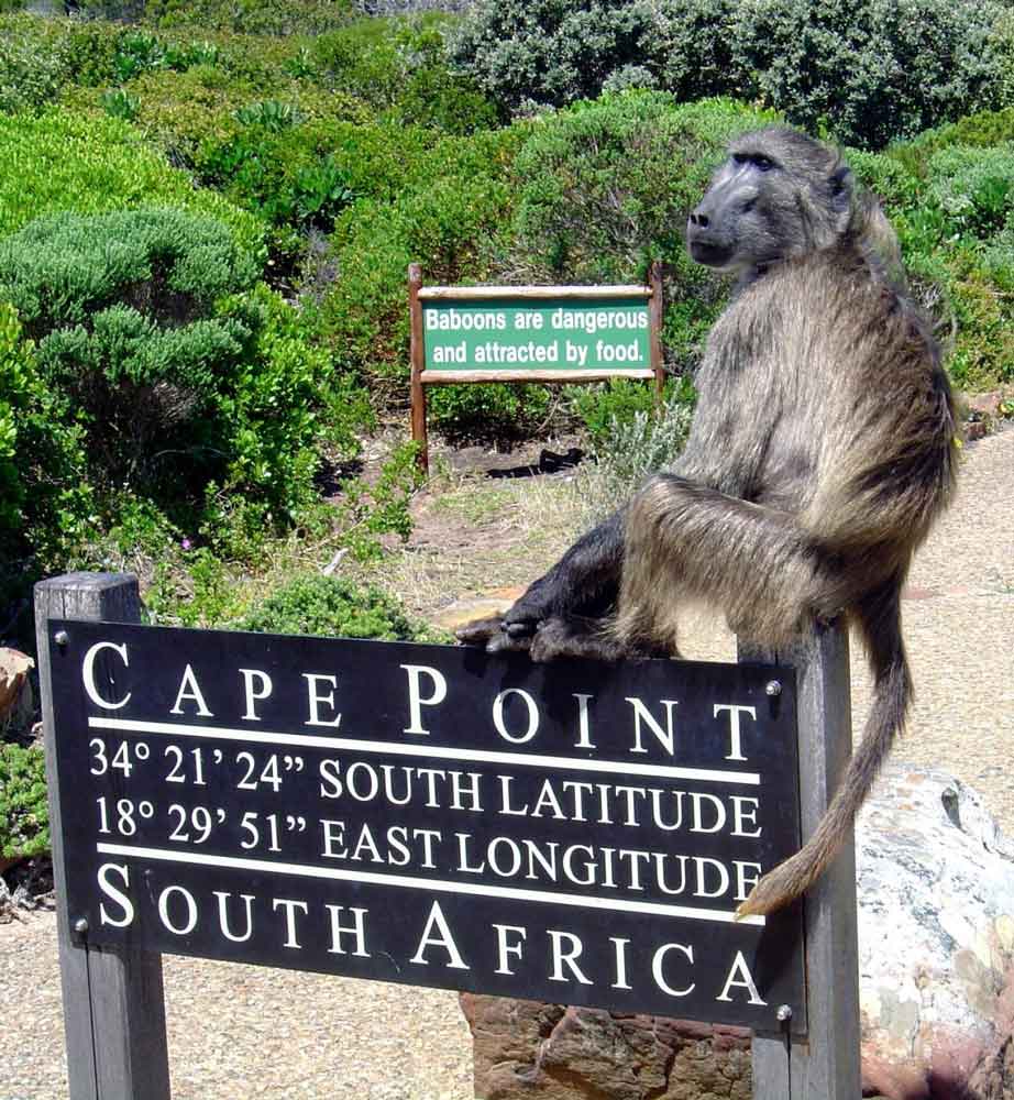 baboon cape point