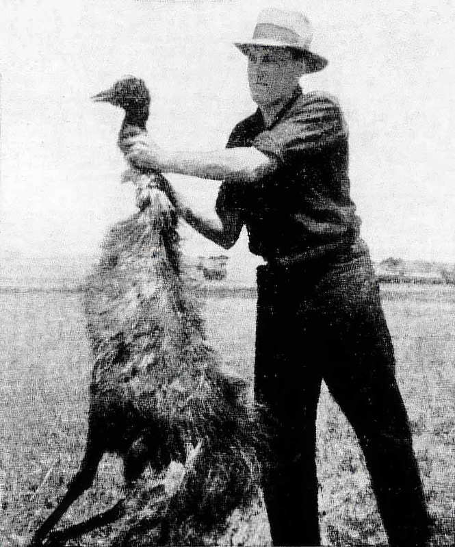 casualty emu war