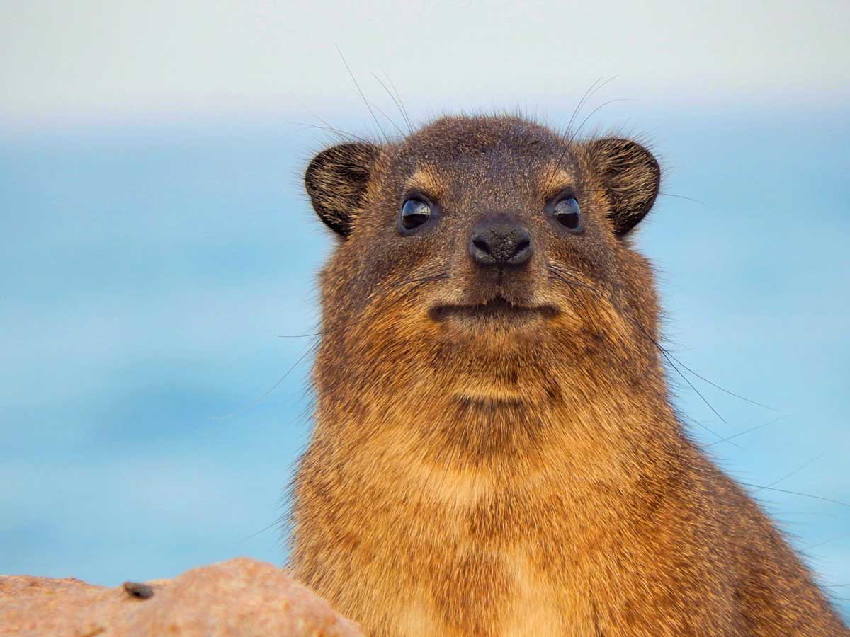 dassie rock hyrax